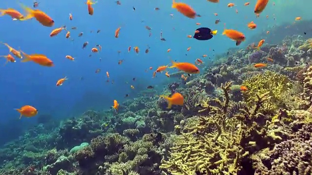 水下珊瑚礁景观。红海。视频素材