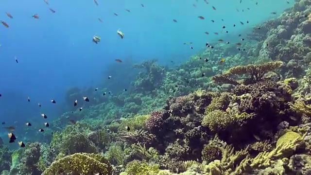 水下珊瑚礁景观。红海。视频素材