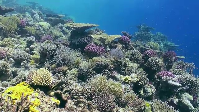 水下珊瑚礁景观。红海。视频素材