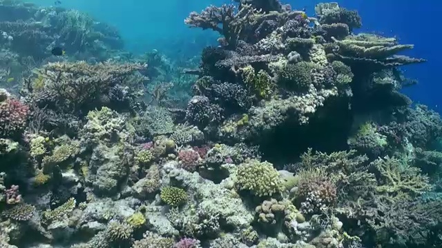 水下珊瑚礁景观。红海。视频素材