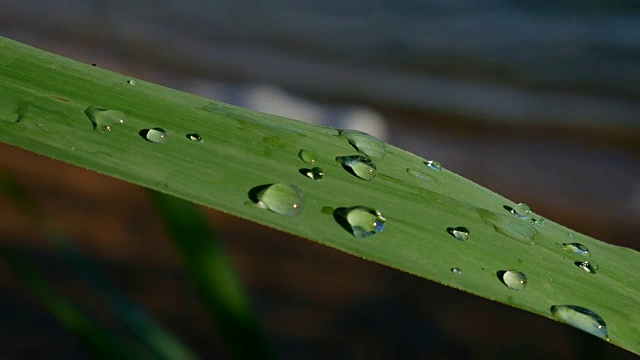 水滴落在一片芦苇上。视频素材