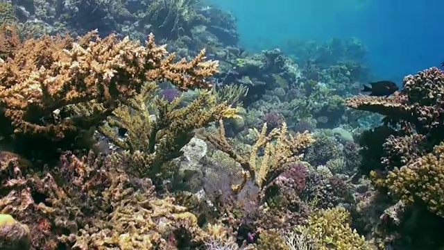 水下珊瑚礁景观。红海。视频素材