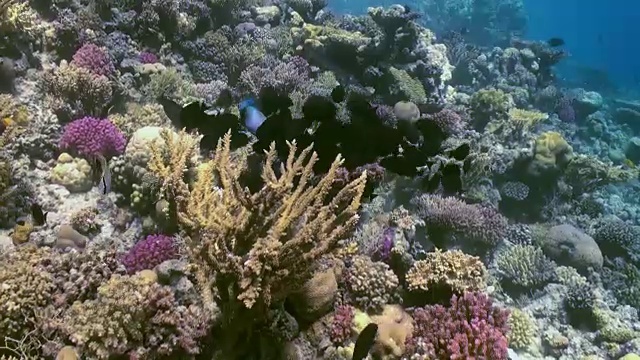 水下珊瑚礁景观。红海。视频素材