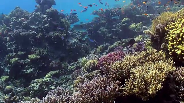 水下珊瑚礁景观。红海。视频素材