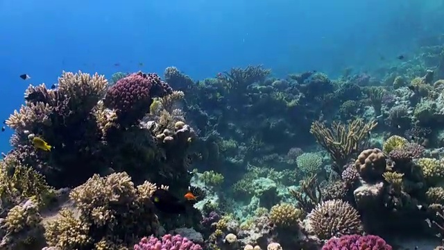 水下珊瑚礁景观。红海。视频素材