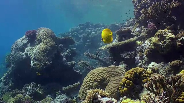 水下珊瑚礁景观。红海。视频素材