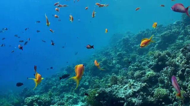 水下珊瑚礁景观。红海。视频素材