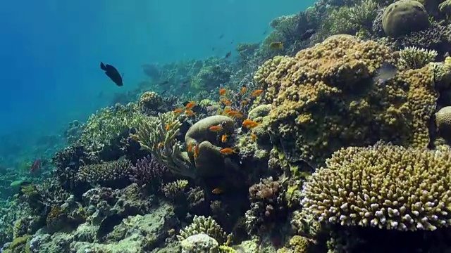 水下珊瑚礁景观。红海。视频素材