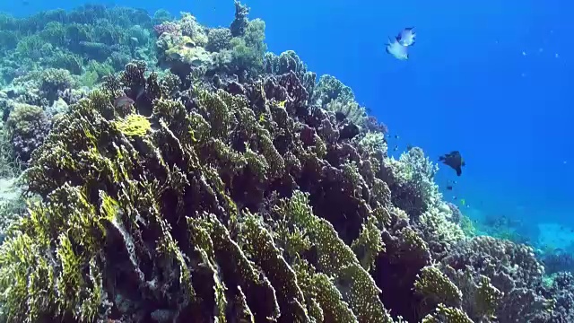 水下珊瑚礁景观。红海。视频素材