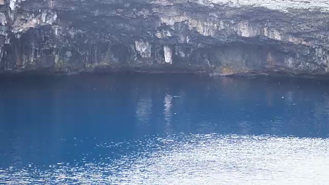 在日本冲绳岛的Tori或Tori池塘游泳的海龟视频素材