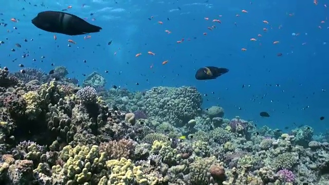 水下珊瑚礁景观。红海。视频素材