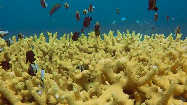 鹿角珊瑚(Acropora)上的印度小热带鱼(Dascyllus cameus)鱼群视频素材