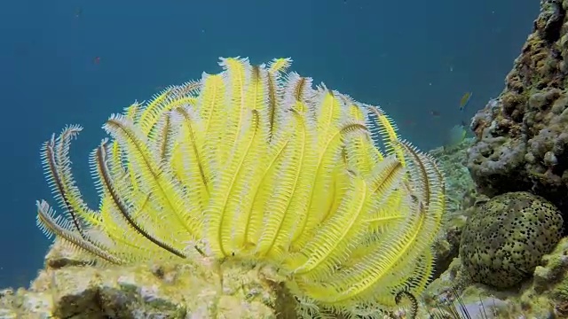 珊瑚礁上的水下羽毛海星(掌纹海星)视频素材