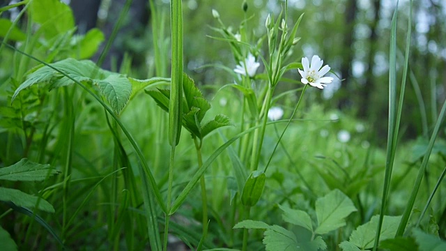 野菊花白花迎风摇曳。春天视频素材