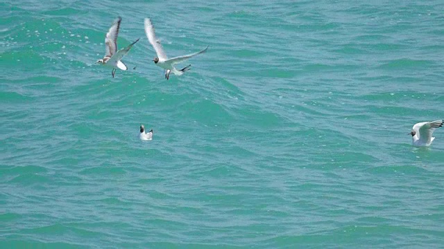 海鸥在绿松石色的海浪上漂浮视频素材