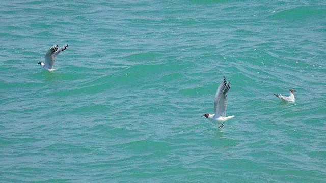 海鸥在绿松石色的海浪上漂浮视频素材