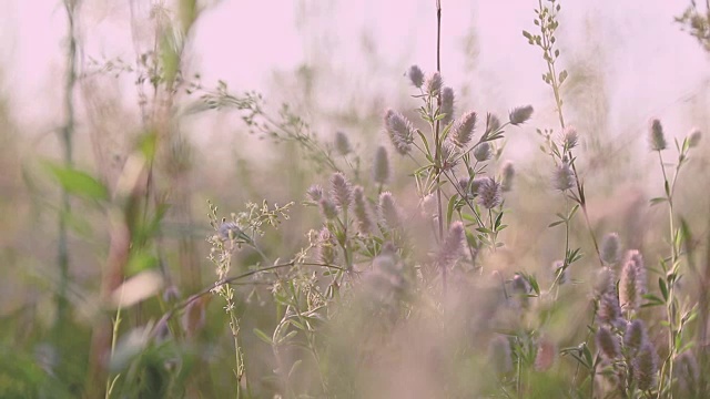 日落背光，推拉拍摄，浅景深的田野，50帧/秒。视频素材