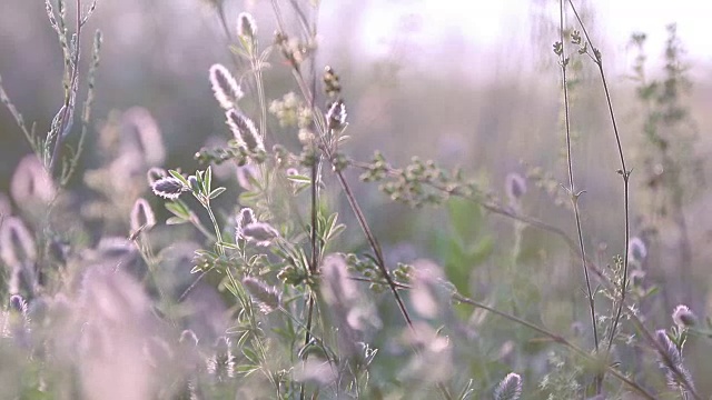 日落背光，推拉拍摄，浅景深的田野，50帧/秒。视频素材