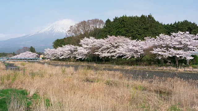 富士山上樱花盛开视频素材