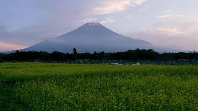 富士山上的油菜花田视频素材