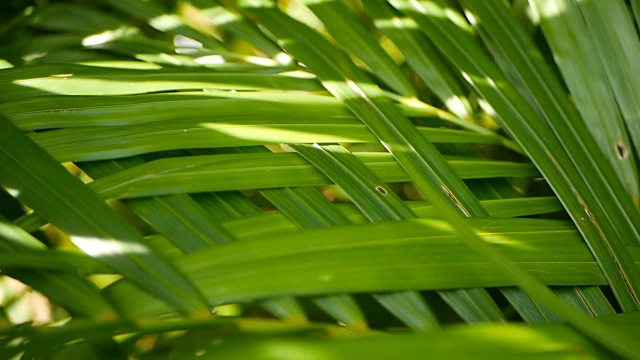 用阳光模糊热带绿色棕榈叶，用散景抽象自然背景。散焦郁郁葱葱的树叶视频素材