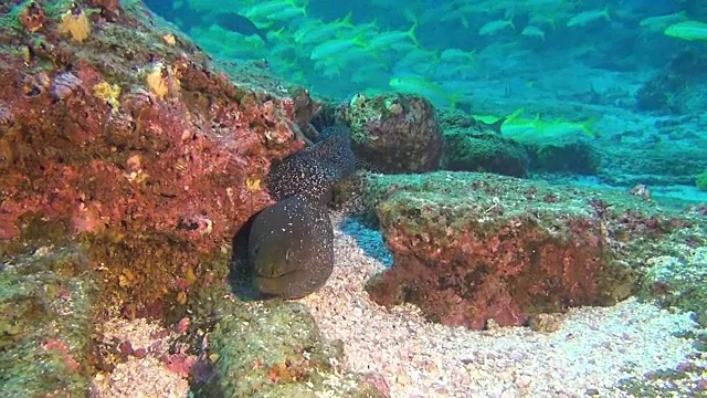 海鳗在加拉帕戈斯群岛深海水下的鱼群背景。视频素材