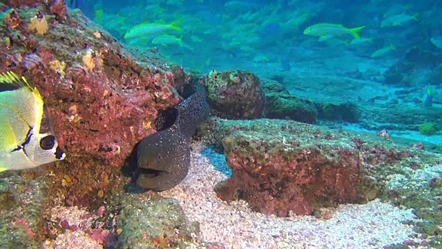 海鳗在加拉帕戈斯群岛深海水下的鱼群背景。视频素材