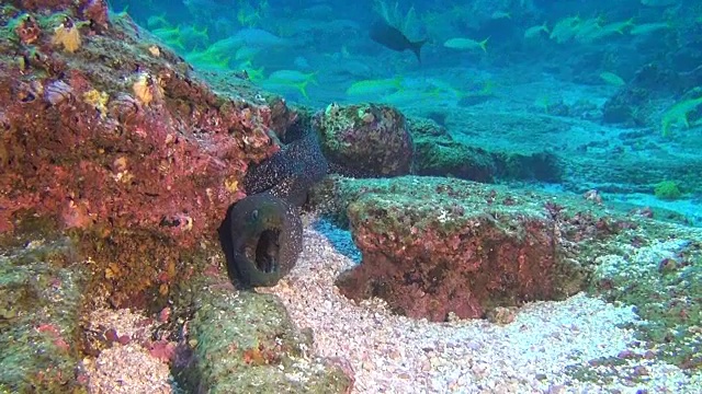 海鳗在加拉帕戈斯群岛深海水下的鱼群背景。视频素材