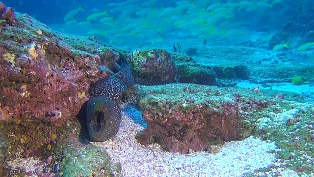 海鳗在加拉帕戈斯群岛深海水下的鱼群背景。视频素材