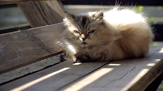 街猫。一只住在街上的猫视频素材