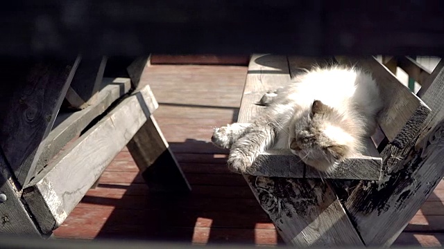 街猫。一只住在街上的猫视频素材