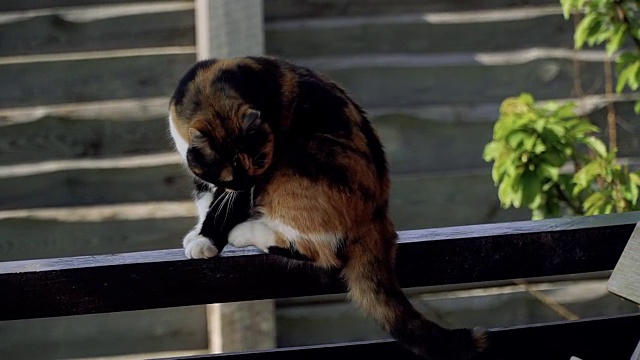 街猫。一只住在街上的猫视频素材