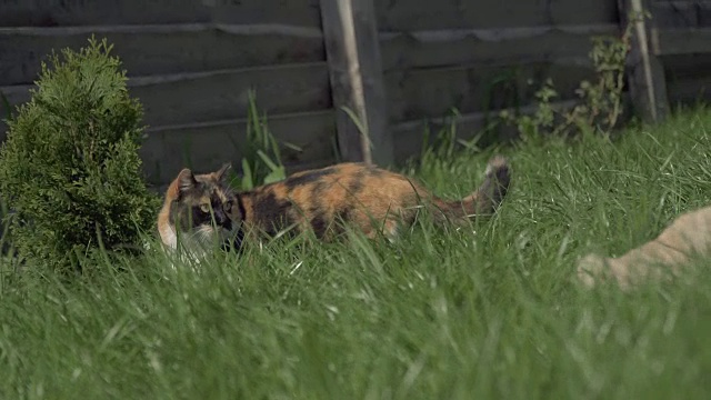 街猫。一只住在街上的猫视频素材