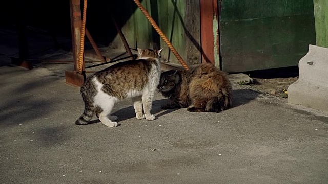 街猫。一只住在街上的猫视频素材