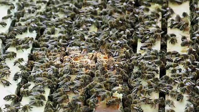 近距离观察开放的蜂箱显示的框架居住的蜜蜂。蜂房里的蜜蜂。视频素材