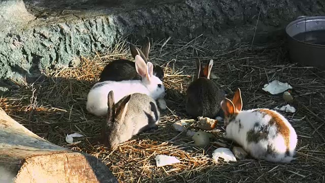 兔子吃草视频素材