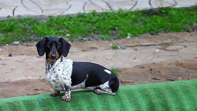 腊肠犬夏日花园视频素材