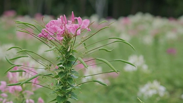 美丽的Cleome spinosa Jacq花或蜘蛛花视频素材