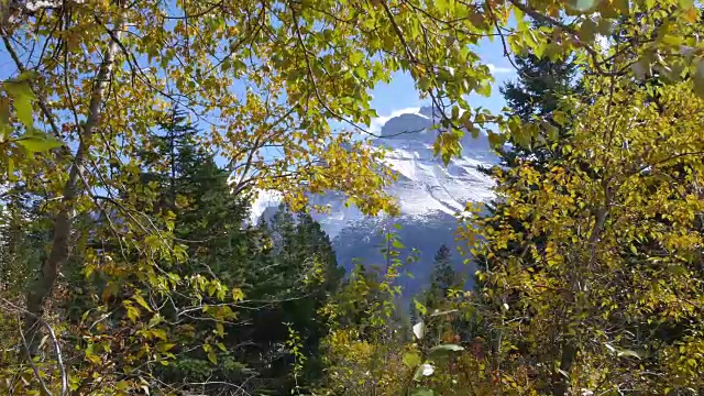 蒙大拿金色的叶子衬托着雪峰视频素材