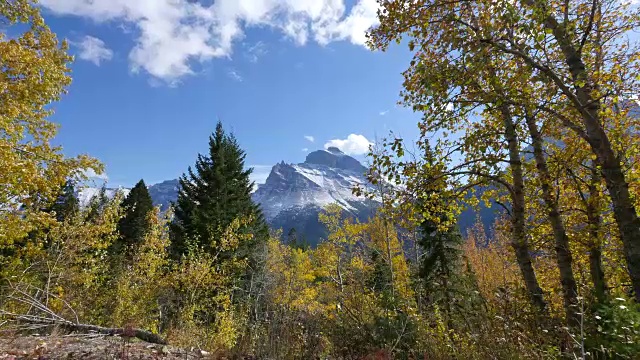 蒙大拿山透过金色的树叶视频素材