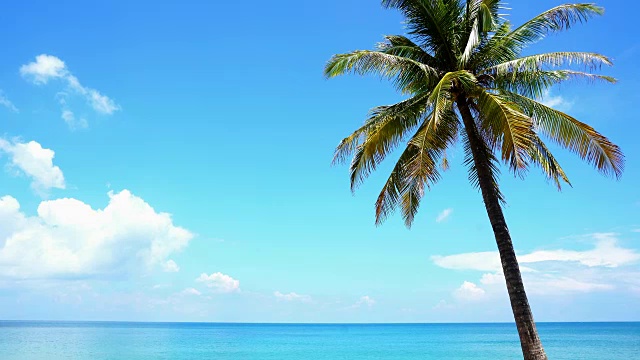 沙质的热带海滩，椰子树，美丽的海滩安达曼海风景背景在泰国普吉岛视频素材