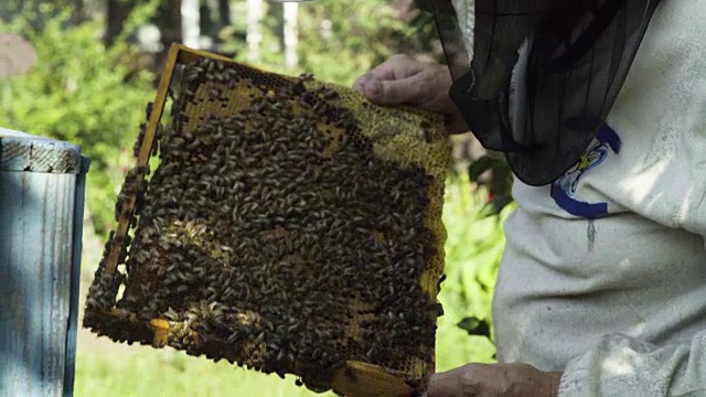 养蜂人用蜜蜂捧着蜂巢视频素材