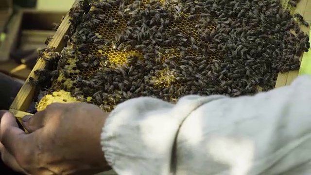 养蜂人带着蜂巢和蜜蜂一起检查视频素材