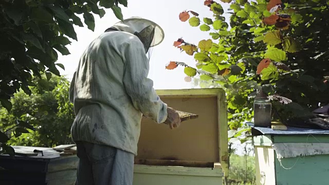 养蜂人在蜂巢里和蜜蜂一起检查蜂巢视频素材