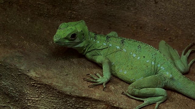 近距离观看的羽毛蛇怪(Basiliscus plumifrons)，也被称为绿色蛇怪。视频素材