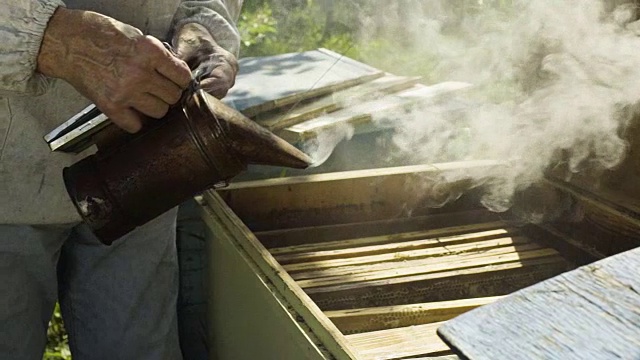 养蜂人用熏蜂器熏蜂巢，动作缓慢视频素材