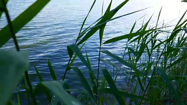 小芦苇在池塘的水。视频素材