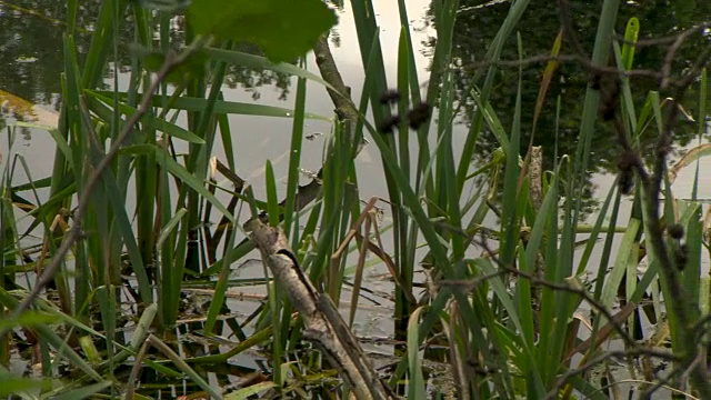 平底锅在草地和芦苇生长在一个池塘的边缘，英国。视频素材