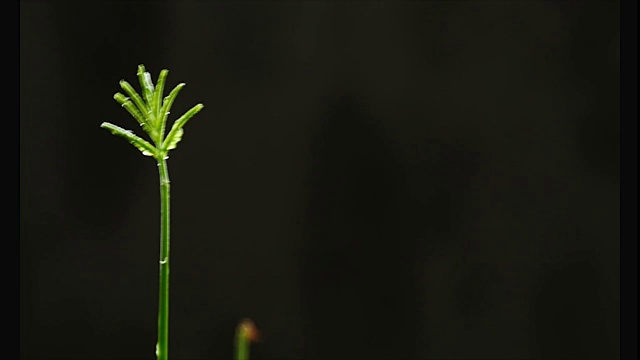 绿色的幼苗在雨中生长在地面上视频素材