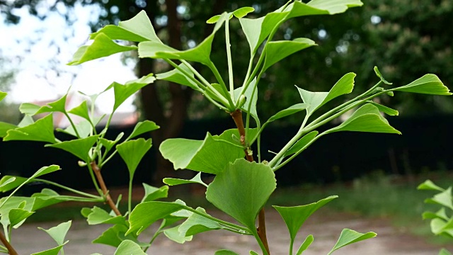 银杏树的细节。放大。视频素材